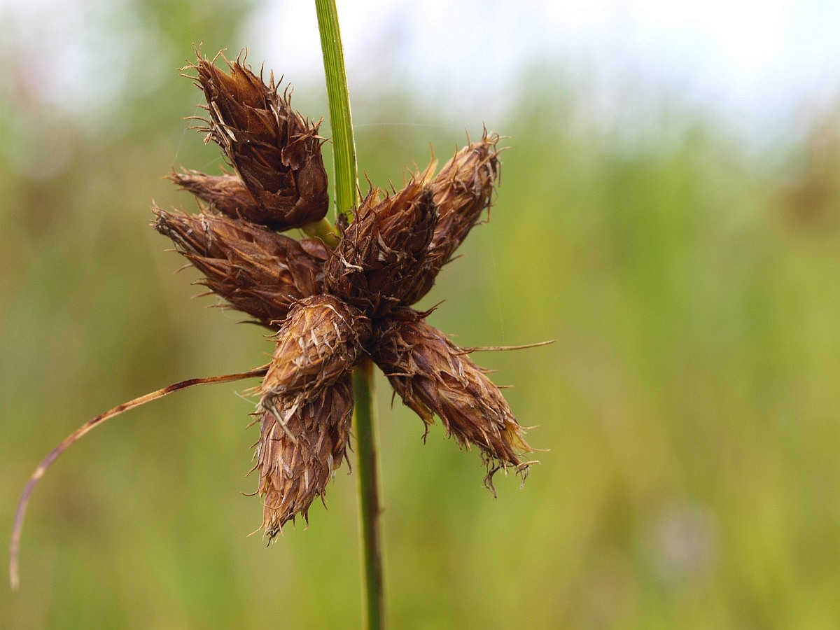 Bolboschoenus maritimus